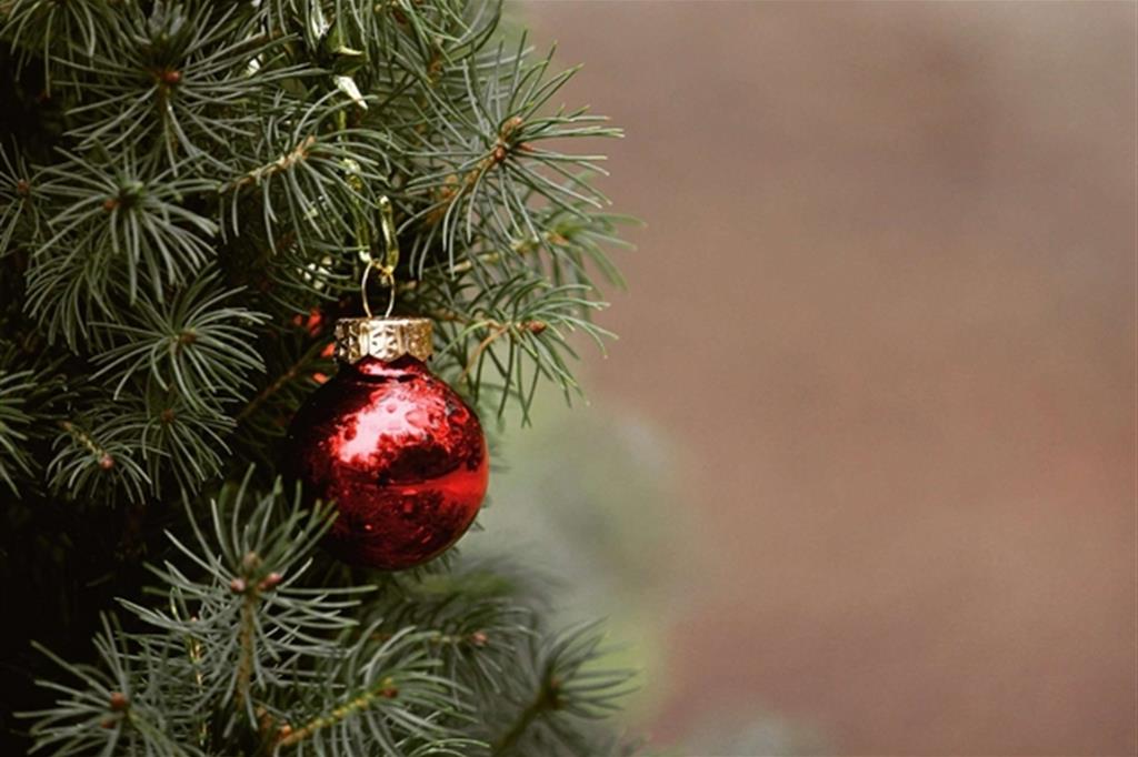 Via Calabritto, rubati gli alberi di Natale a tempo di record: l’ira dei negozianti