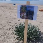 Giugliano: pulizia ed un giglio di mare da salvare sulle spiagge di Licola