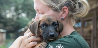 Humane Society International, la non profit arriva a Napoli