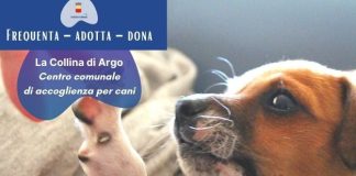 Canile Comunale di Napoli cerca volontari: come candidarsi