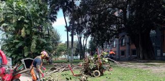 Potature agli alberi ultracentenari del Giardino Romantico del Palazzo Reale di Napoli