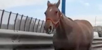 Tangenziale di Napoli, un cavallo al galoppo contromano