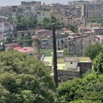 Napoli, green: l’araucaria monumentale della Sanità distrutta da una potatura selvaggia