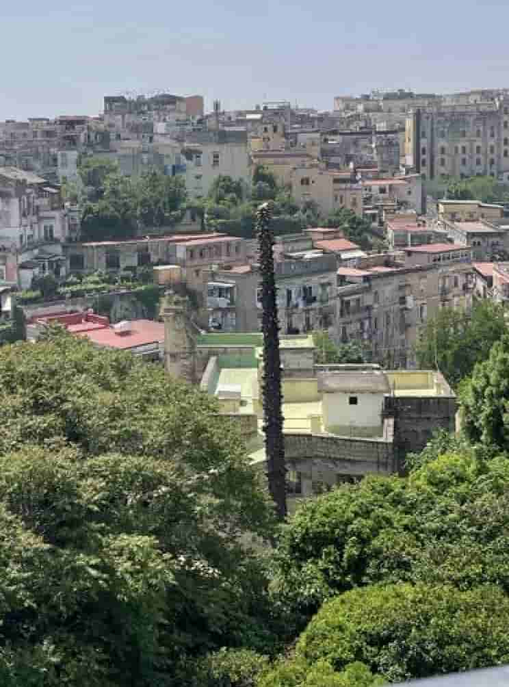 Napoli, green: l’araucaria monumentale della Sanità distrutta da una potatura selvaggia