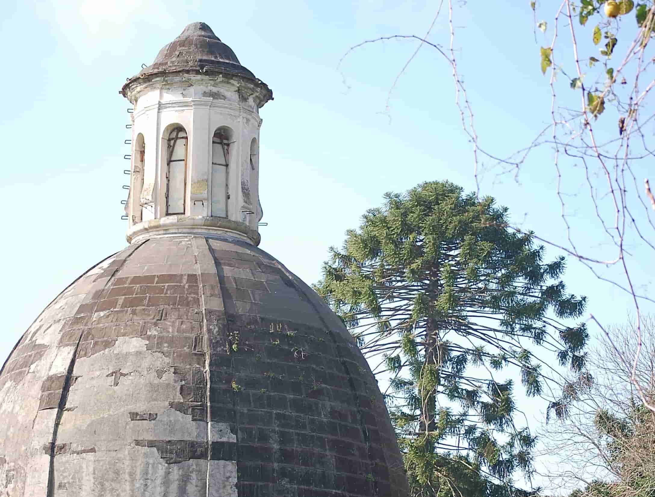 Napoli, green: l’araucaria monumentale della Sanità distrutta da una potatura selvaggia