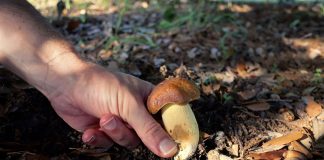 Monaldi, raccolgono funghi nel bosco: 4 intossicati