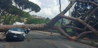 Posillipo, albero crolla su furgone: doveva essere abbattuto