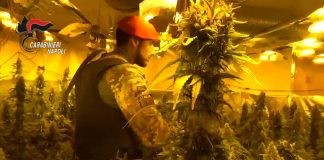 Lioni e Teora, maxi sequestro piante cannabis