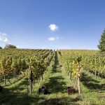 Avellino, i risultati di “Viteres zero: gestione dei vigneti a residuo zero”