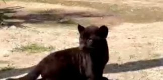 Zoo di Napoli, nasce il giaguaro nero Romelu