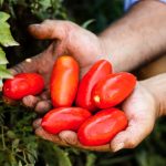 A Sarno l’evento “Aspettando il mio San Marzano”