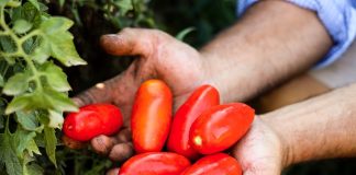 A Sarno l'evento "Aspettando il mio San Marzano"