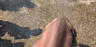 Sapri, ritrovato in spiaggia uno squalo vacca