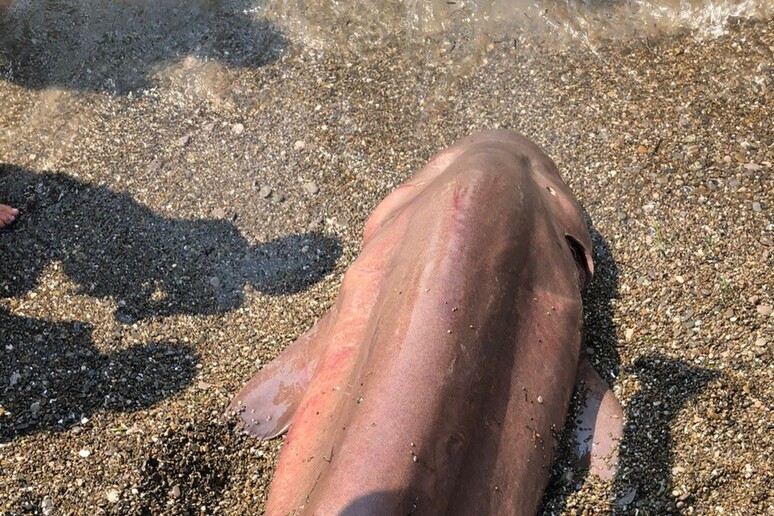 Sapri, ritrovato in spiaggia uno squalo vacca