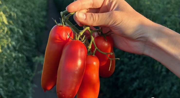 San Marzano Dop: le considerazioni dell’azienda Nolano sulla raccolta 2024