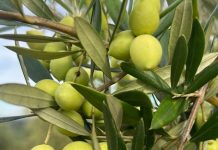 Premio Olio delle Sirene a Sorrento il 10 e 11 aprile 2026