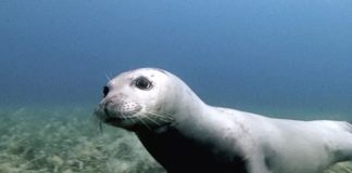 Ischia, esemplare di foca monaca avvistata a Sant'Angelo