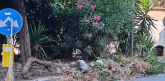 V Municipalità, interventi per il decoro: ripulite le aiuole spartitraffico di via Pigna