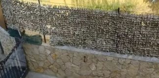 Giugliano, lascia il cane in cortile e parte per le vacanze: l'animale muore di stenti