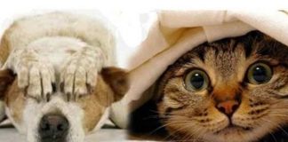 Botti e fuochi d’artificio: i consigli dei veterinari