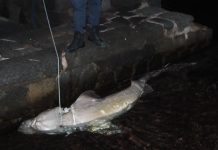 Squalo capopiatto trovato morto ad Ischia Ponte Squalo capopiatto trovato morto ad Ischia Ponte