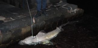 Squalo capopiatto trovato morto ad Ischia Ponte