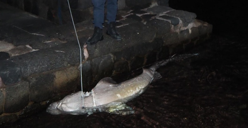 squalo capopiatto trovato morto ad ischia ponte da 2anews.it squalo capopiatto trovato morto ad ischia ponte