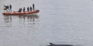 Sorpresa al porto di Napoli: avvistata una balenottera al Molo Beverello