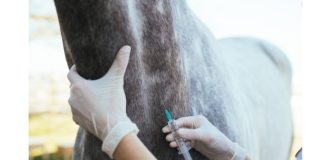 Doping nelle corse trotto ad Agnano, 8 rinviati a giudizio