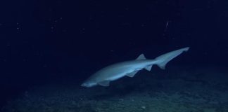 Squali capopiatto nel Golfo di Napoli: la scoperta